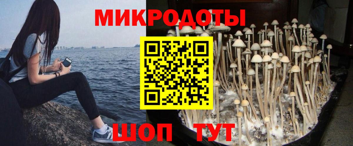 Псилоцибиновые грибы Psilocybine cubensis Омск